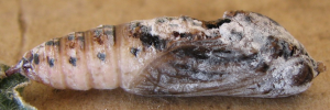 Pupae Side of Narrow-winged Awl - Badamia exclamationis